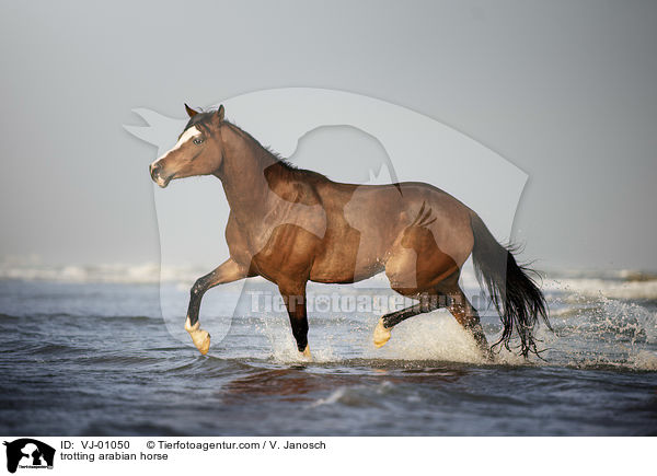 trabender Araber / trotting arabian horse / VJ-01050