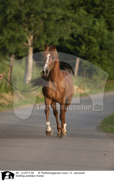 trabender Araber / trotting arabian horse / VJ-01116