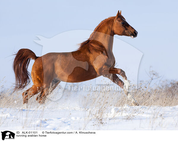 rennender Araber / running arabian horse / ALK-01101