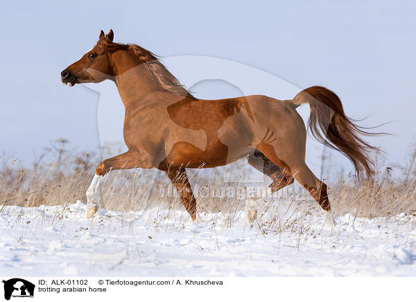 trotting arabian horse / ALK-01102