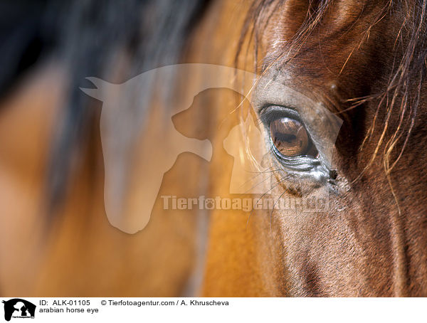 arabian horse eye / ALK-01105
