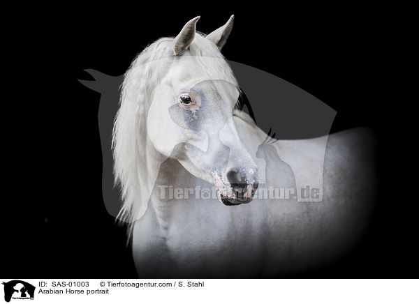 Arabian Horse portrait / SAS-01003