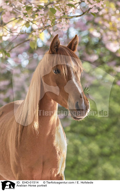 Araber Portrait / Arabian Horse portrait / EHO-01514