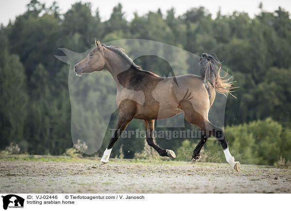 trabender Araber / trotting arabian horse / VJ-02446