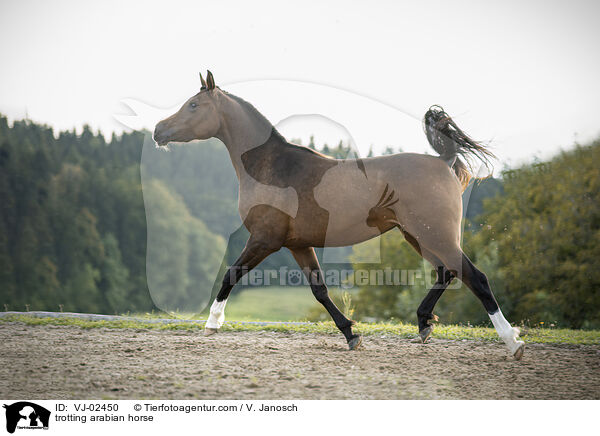 trabender Araber / trotting arabian horse / VJ-02450