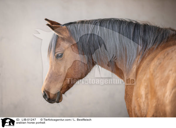 Araber Portrait / arabian horse portrait / LIB-01247