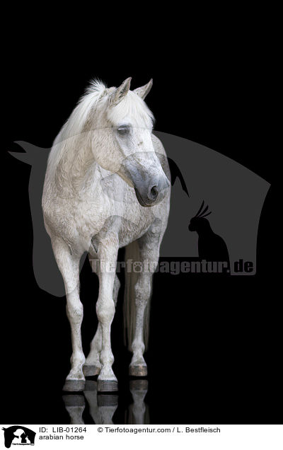 Araber / arabian horse / LIB-01264