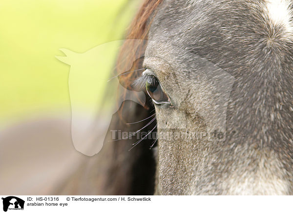 Araber Auge / arabian horse eye / HS-01316