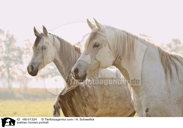 Araber Portrait / arabian horses portrait / HS-01324