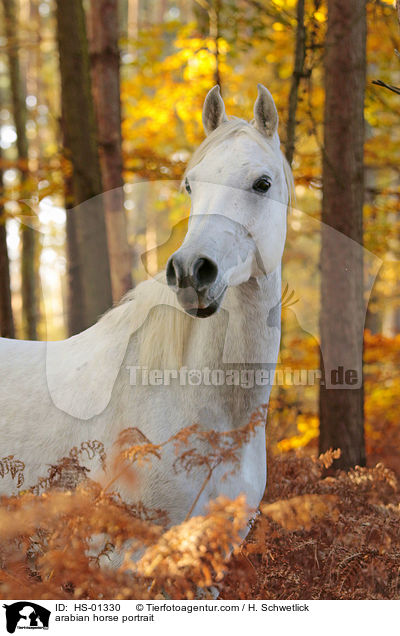 Araber Portrait / arabian horse portrait / HS-01330