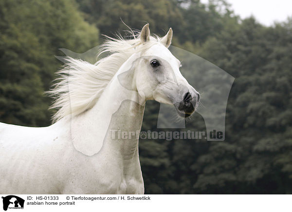 Araber Portrait / arabian horse portrait / HS-01333
