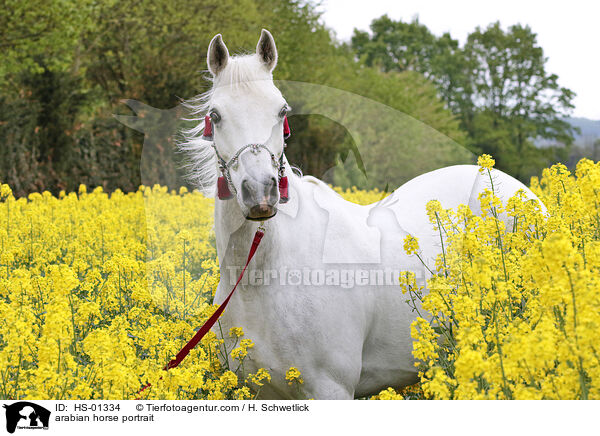 Araber Portrait / arabian horse portrait / HS-01334