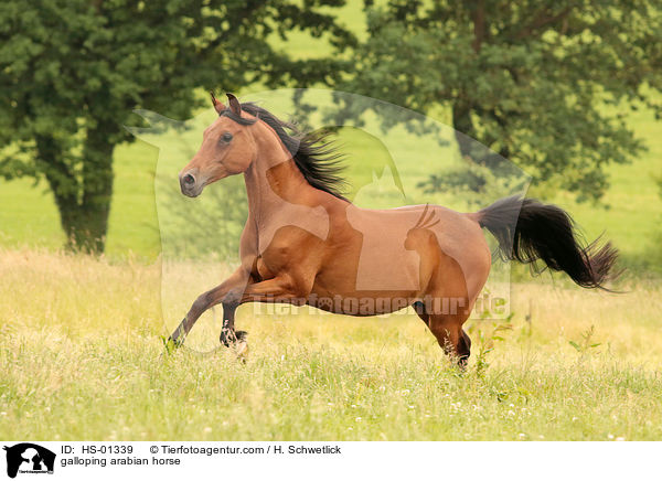 galoppierender Araber / galloping arabian horse / HS-01339