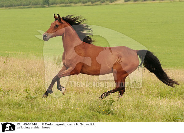 galoppierender Araber / galloping arabian horse / HS-01340