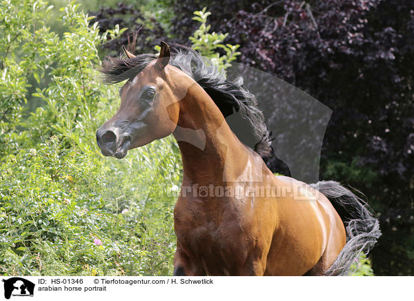 Araber Portrait / arabian horse portrait / HS-01346