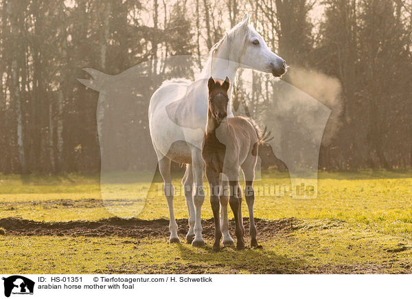 Araber Mutter mit Fohlen / arabian horse mother with foal / HS-01351