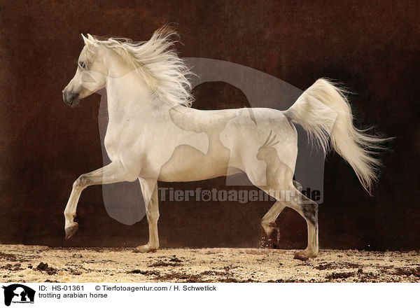 trabender Araber Portrait / trotting arabian horse / HS-01361