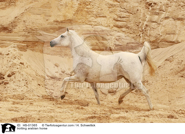 trabender Araber / trotting arabian horse / HS-01365