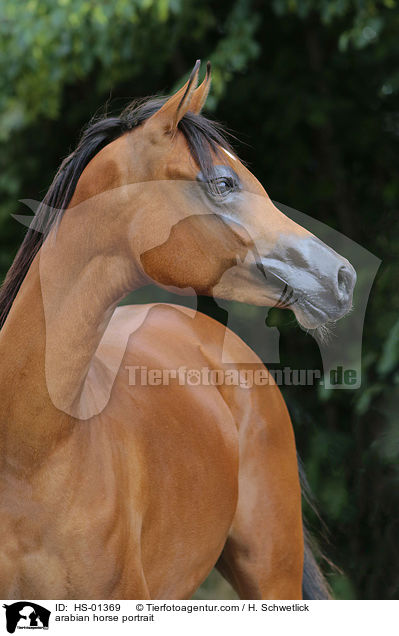 Araber Portrait / arabian horse portrait / HS-01369