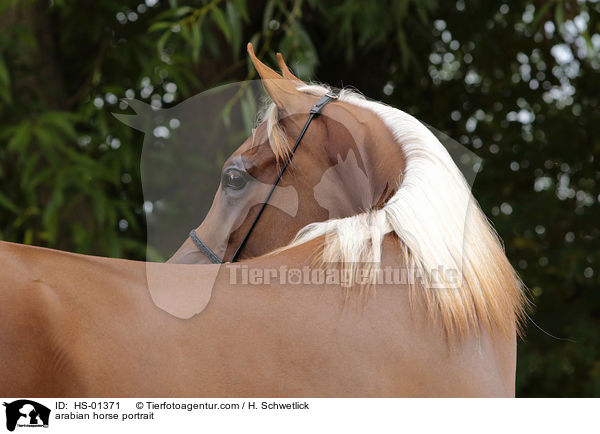 Araber Portrait / arabian horse portrait / HS-01371