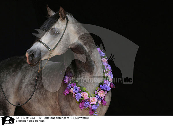 Araber Portrait / arabian horse portrait / HS-01383