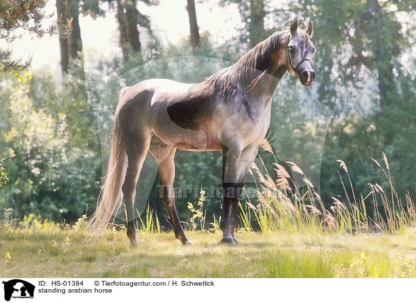stehender Araber / standing arabian horse / HS-01384