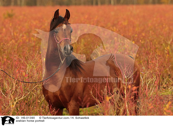 Araber Portrait / arabian horse portrait / HS-01390