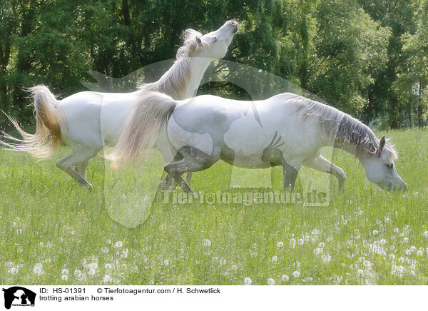 trabende Araber / trotting arabian horses / HS-01391