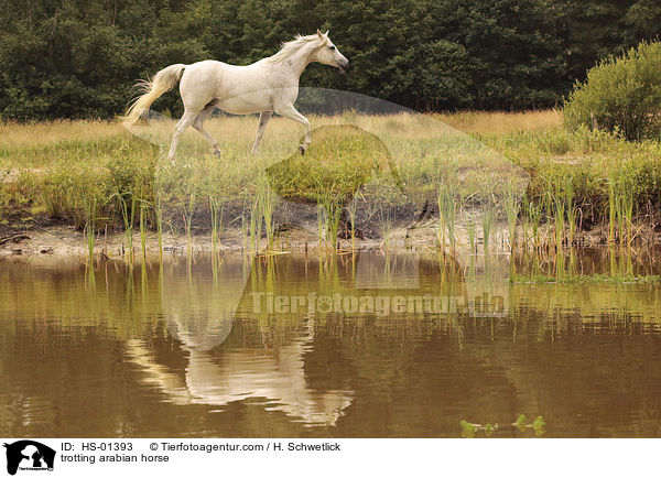 trabender Araber / trotting arabian horse / HS-01393