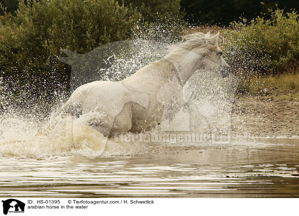 Araber im Wasser / arabian horse in the water / HS-01395