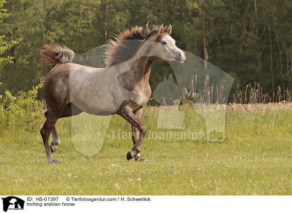 trabender Araber / trotting arabian horse / HS-01397