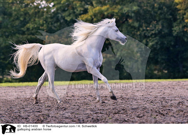 galoppierender Araber / galloping arabian horse / HS-01400