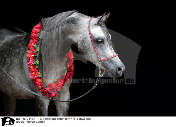 Araber Portrait / arabian horse portrait / HS-01401