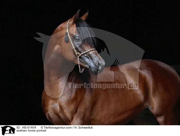 Araber Portrait / arabian horse portrait / HS-01404