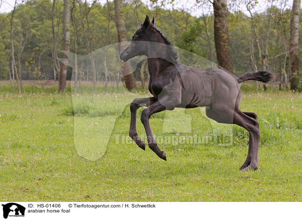 Araber Fohlen / arabian horse foal / HS-01406