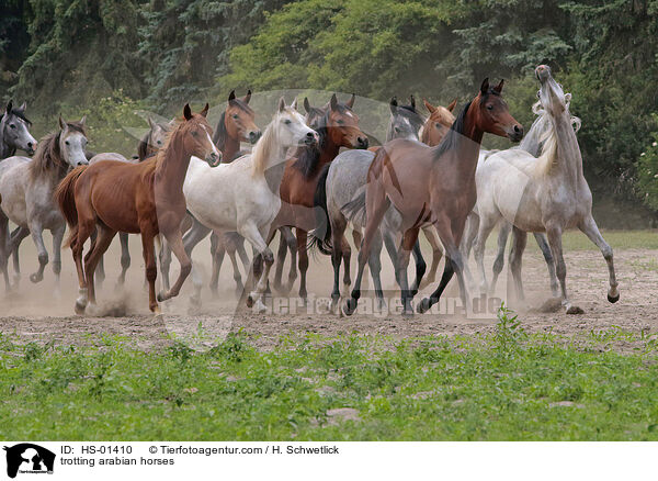 trabende Araber / trotting arabian horses / HS-01410