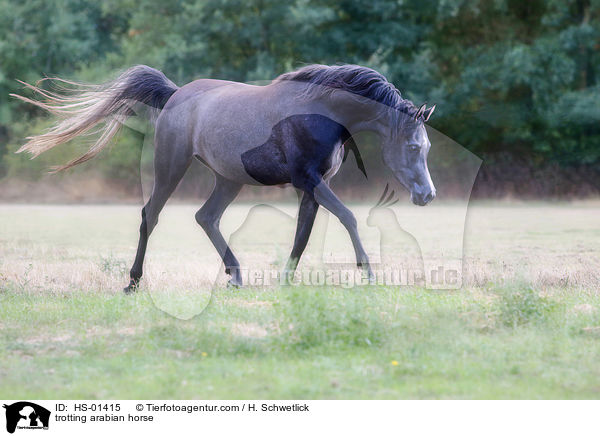 trabender Araber Portrait / trotting arabian horse / HS-01415