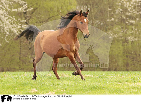 trabender Araber Portrait / trotting arabian horse / HS-01424