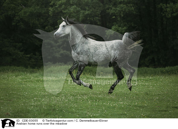 Araber rennt ber die Weide / Arabian horse runs over the meadow / CDE-03055