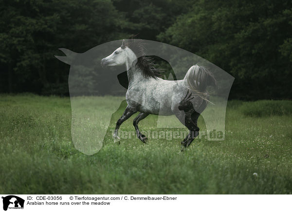 Araber rennt ber die Weide / Arabian horse runs over the meadow / CDE-03056