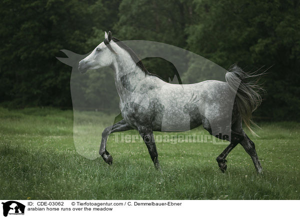 Araber trabt ber die Wiede / arabian horse runs over the meadow / CDE-03062