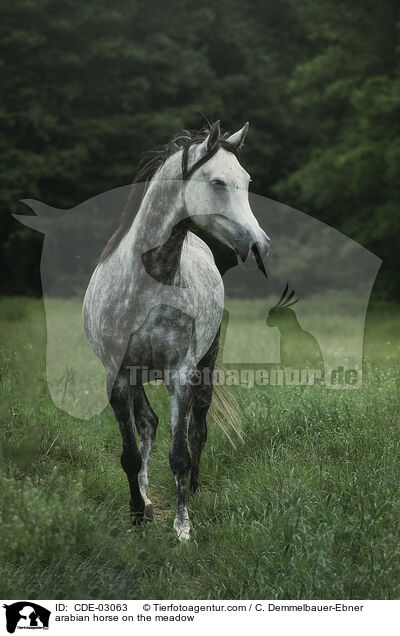 Araber auf der Koppel / arabian horse on the meadow / CDE-03063