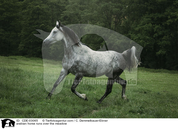 Araber trabt ber die Wiede / arabian horse runs over the meadow / CDE-03065