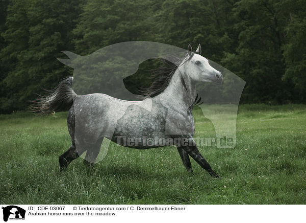 Araber rennt ber die Weide / Arabian horse runs over the meadow / CDE-03067