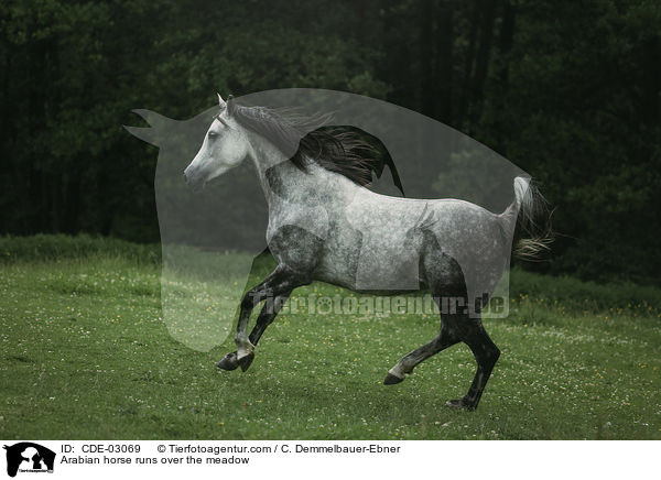 Araber rennt ber die Weide / Arabian horse runs over the meadow / CDE-03069
