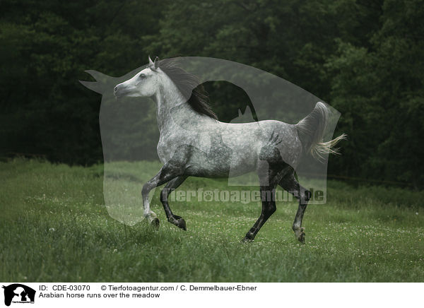 Araber rennt ber die Weide / Arabian horse runs over the meadow / CDE-03070
