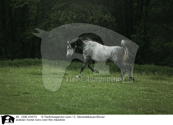 Araber trabt ber die Wiede / arabian horse runs over the meadow / CDE-03073