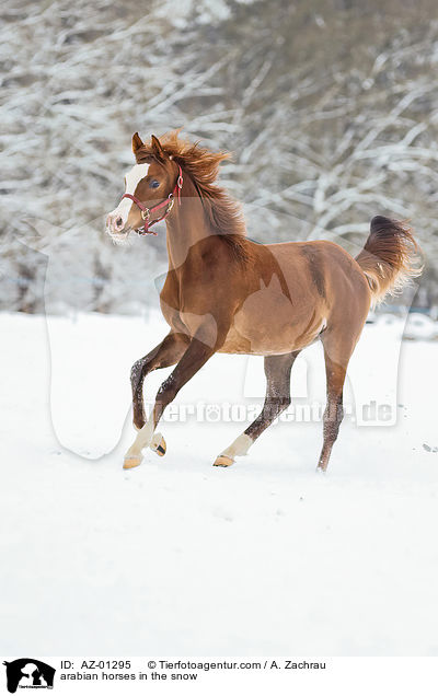 Araber im Schnee / arabian horses in the snow / AZ-01295