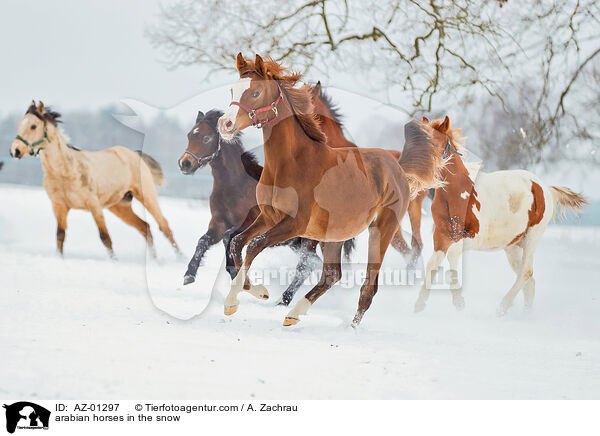 Araber im Schnee / arabian horses in the snow / AZ-01297