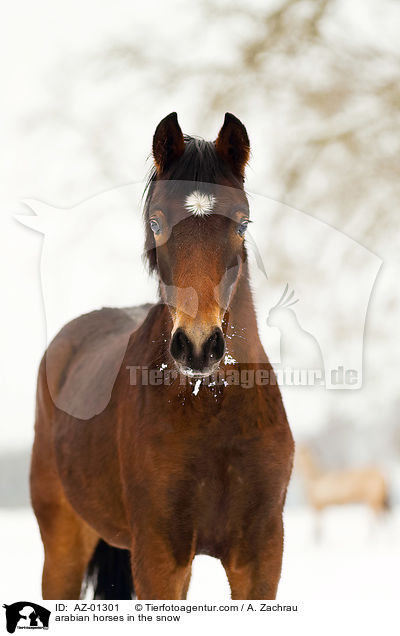 Araber im Schnee / arabian horses in the snow / AZ-01301